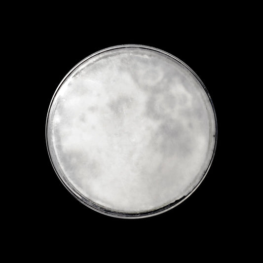 Hvid perle østershat (Pleurotus Ostreatus)