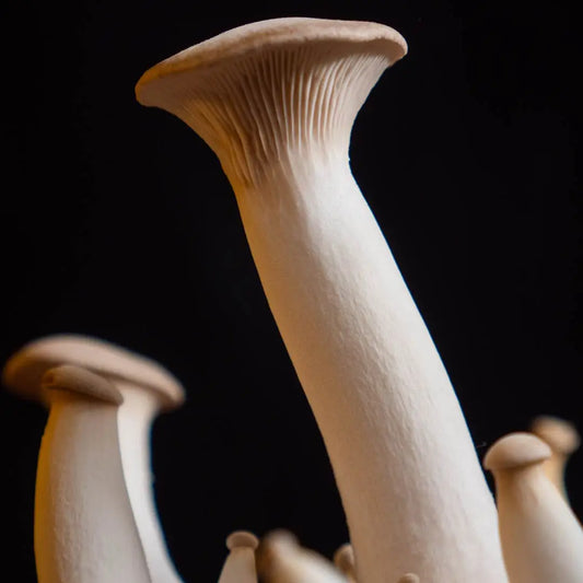 Nærbillede af kejserhatte (Pleurotus Eryngii) mycelium flydende kultur med tykke hvide stokke, brunlige hatte og synlige lameller, sat mod en mørk baggrund.