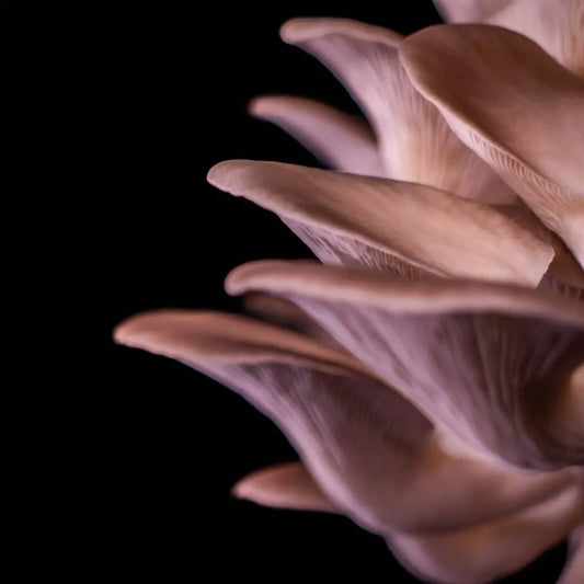 Nærbillede af Phoenix østershatte (Pleurotus Pulmonarius) mycelium flydende kultur med synlige lameller elegant sat mod en mørk baggrund.