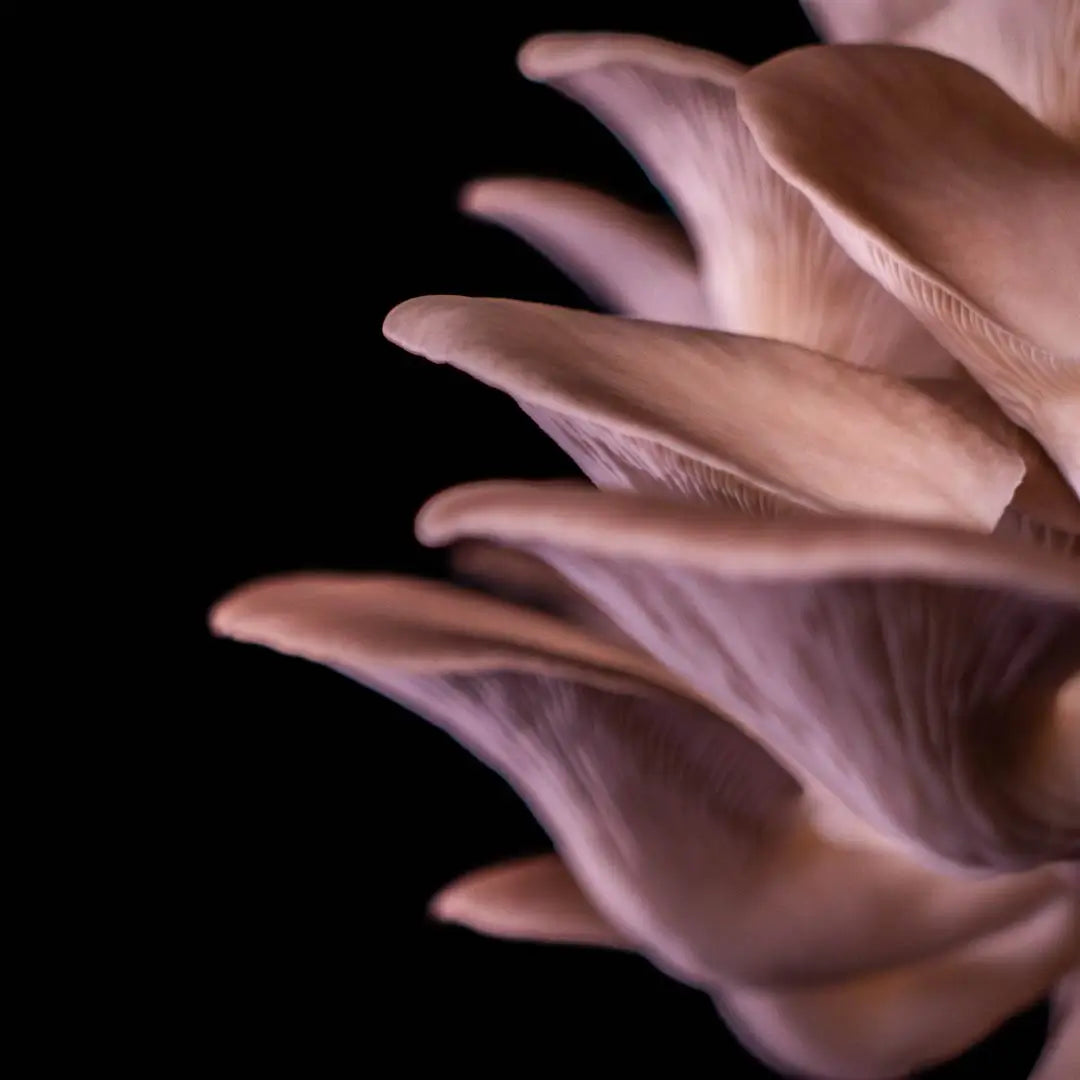 Nærbillede af Phoenix østershatte (Pleurotus Pulmonarius) mycelium moderkultur i petriskål med synlige lameller elegant sat mod en mørk baggrund.
