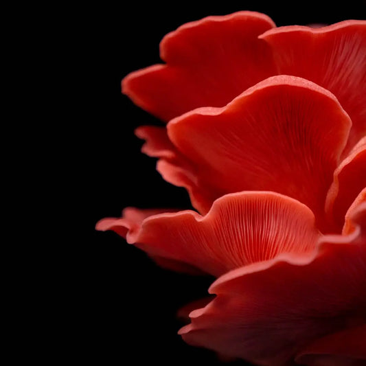 Pink Østershat (Pleurotus Djamor)