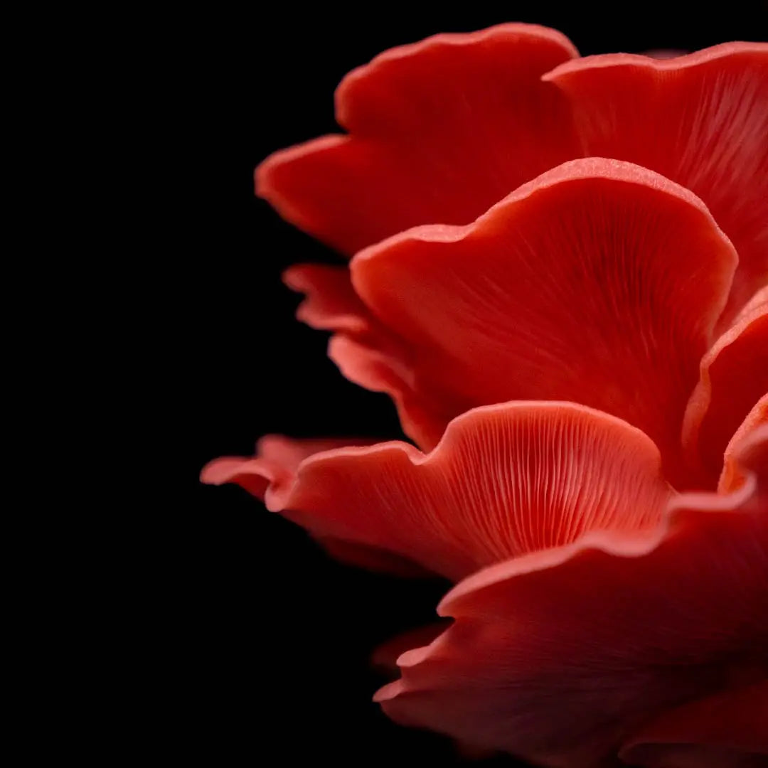 Pink Østershat (Pleurotus Djamor)