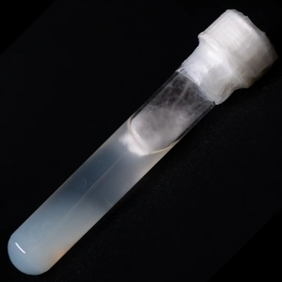 Pink Østershat (Pleurotus Djamor)