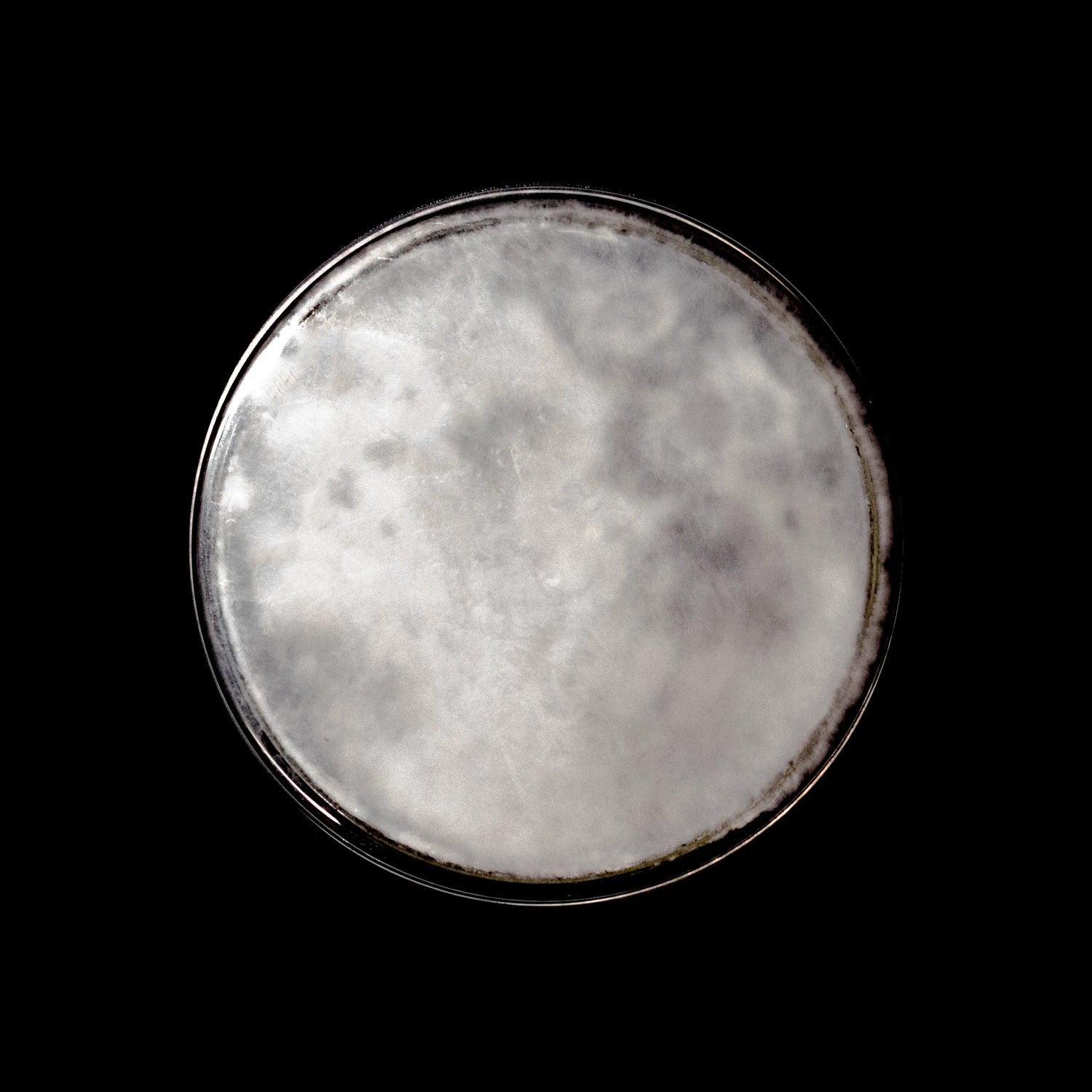 Mycelium, moder kultur