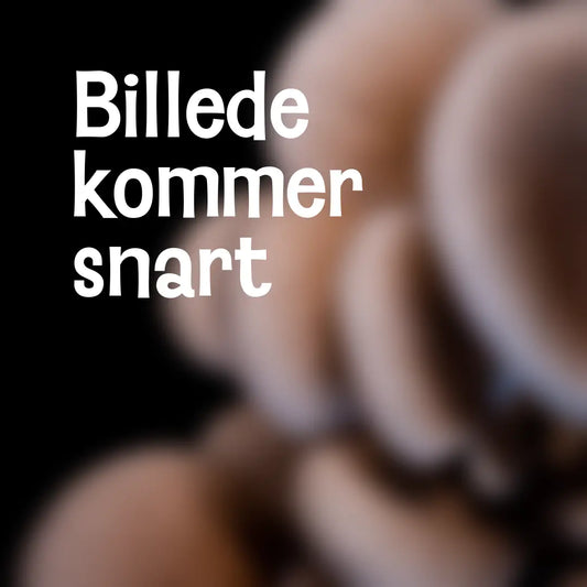 Blå østershat (Pleurotus Columbinus)