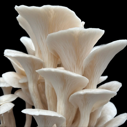 Hvid elm østershat (Pleurotus Ulmarius)