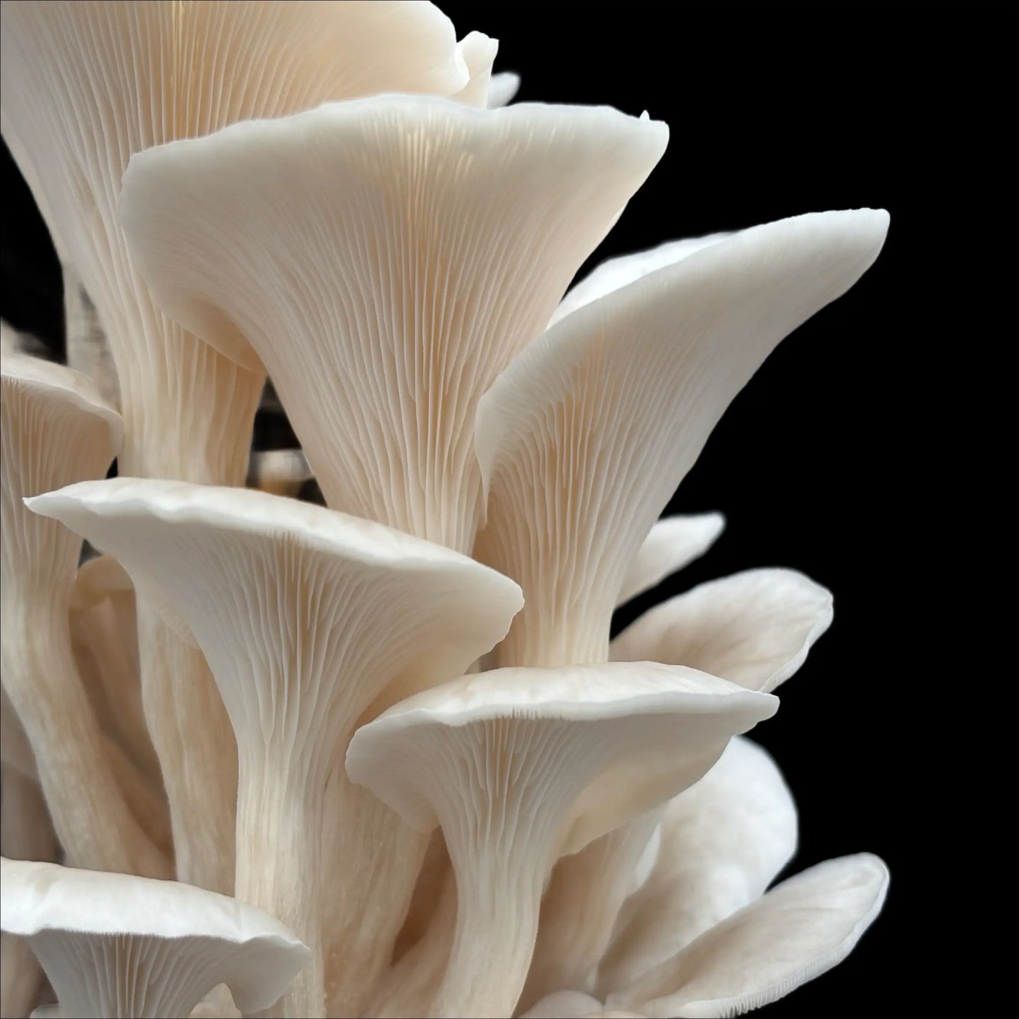 Hvid elm østershat (Pleurotus Ulmarius)