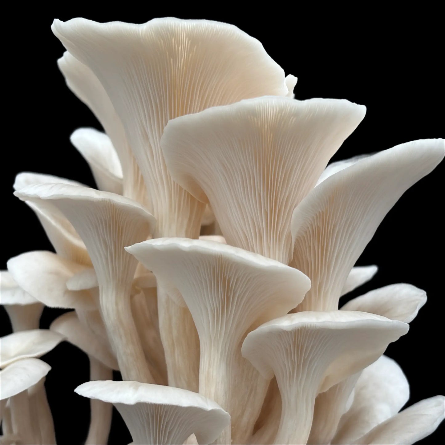 Hvid elm østershat (Pleurotus Ulmarius)