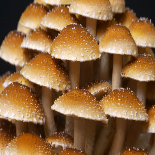 Kastanjesvampe (Pholiota Adiposa)
