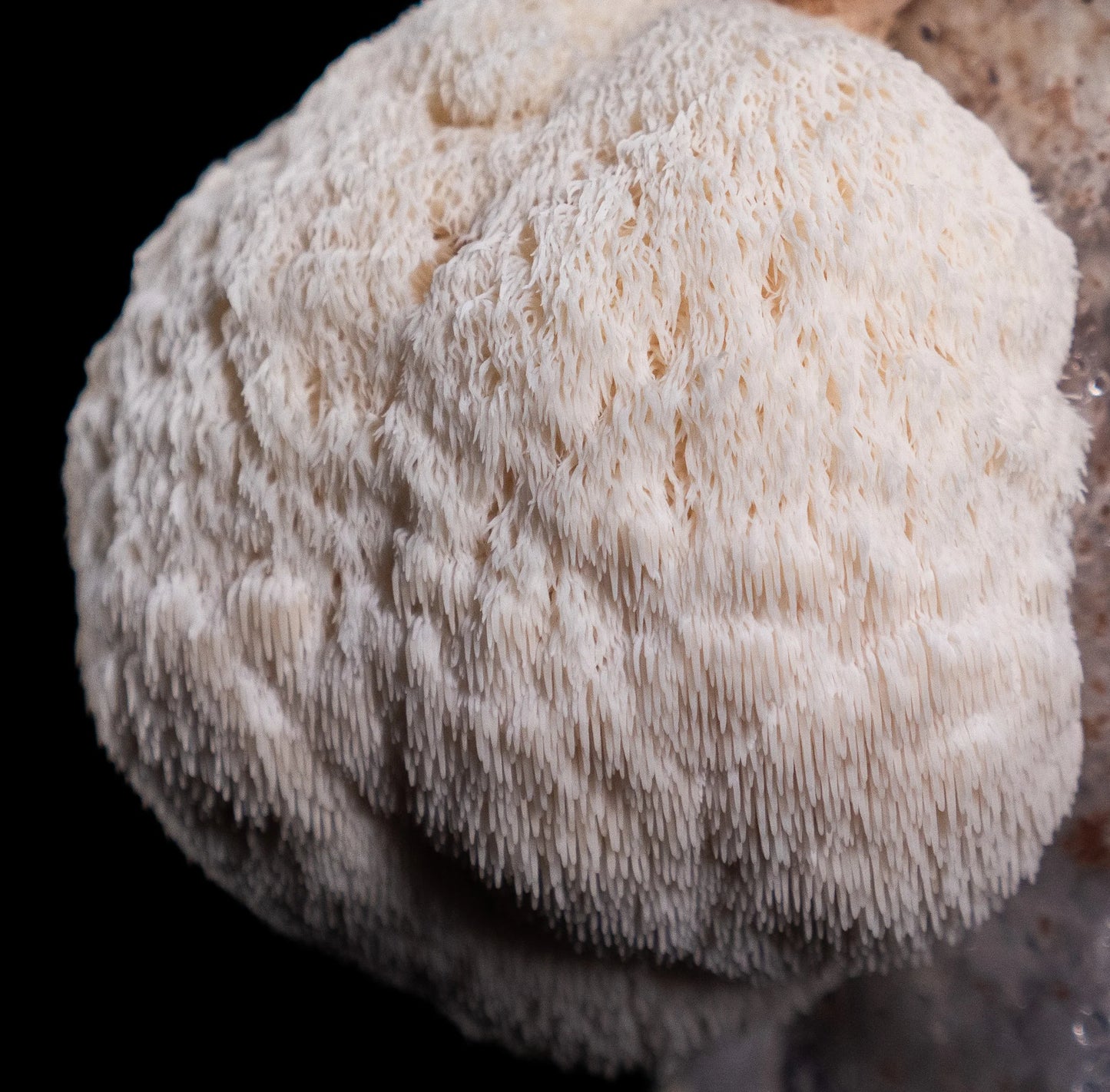Løvens Manke / Pindsvinepigsvamp (Hericium Erinaceus)