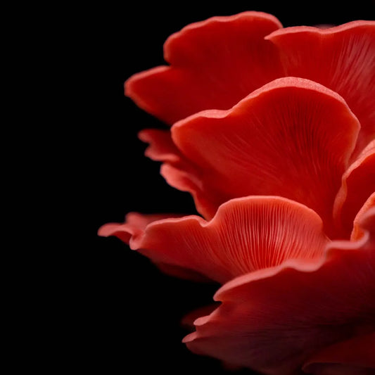 Pink Østershat (Pleurotus Djamor)