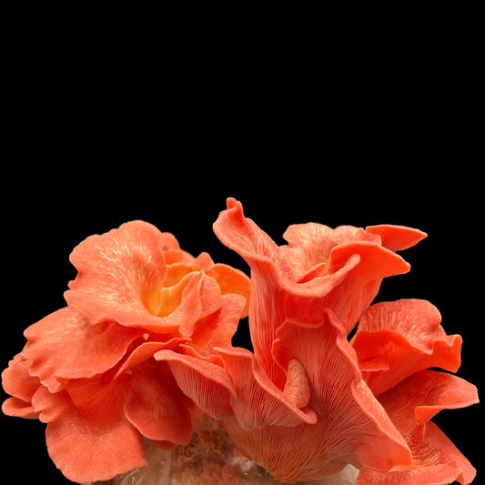 Pink Østershat (Pleurotus salmoneostramineus)