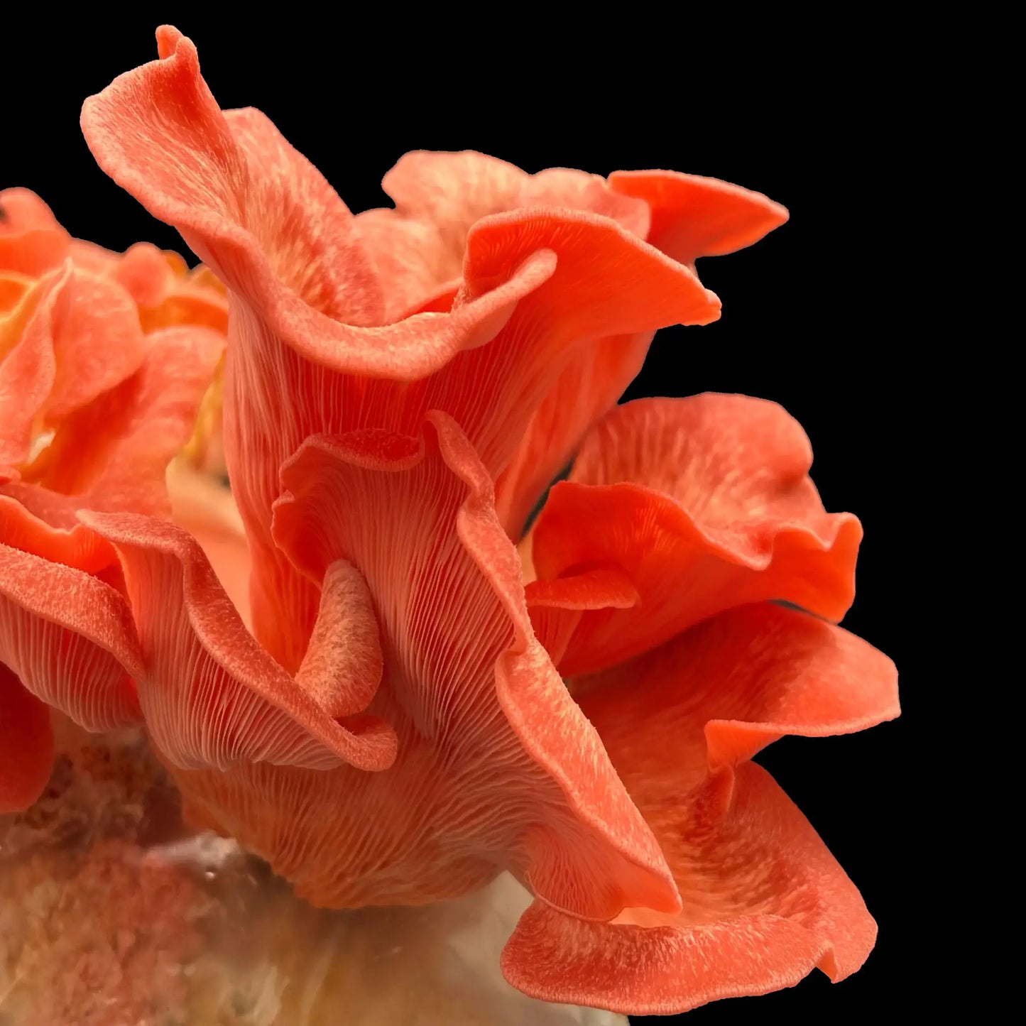 Pink Østershat (Pleurotus salmoneostramineus)