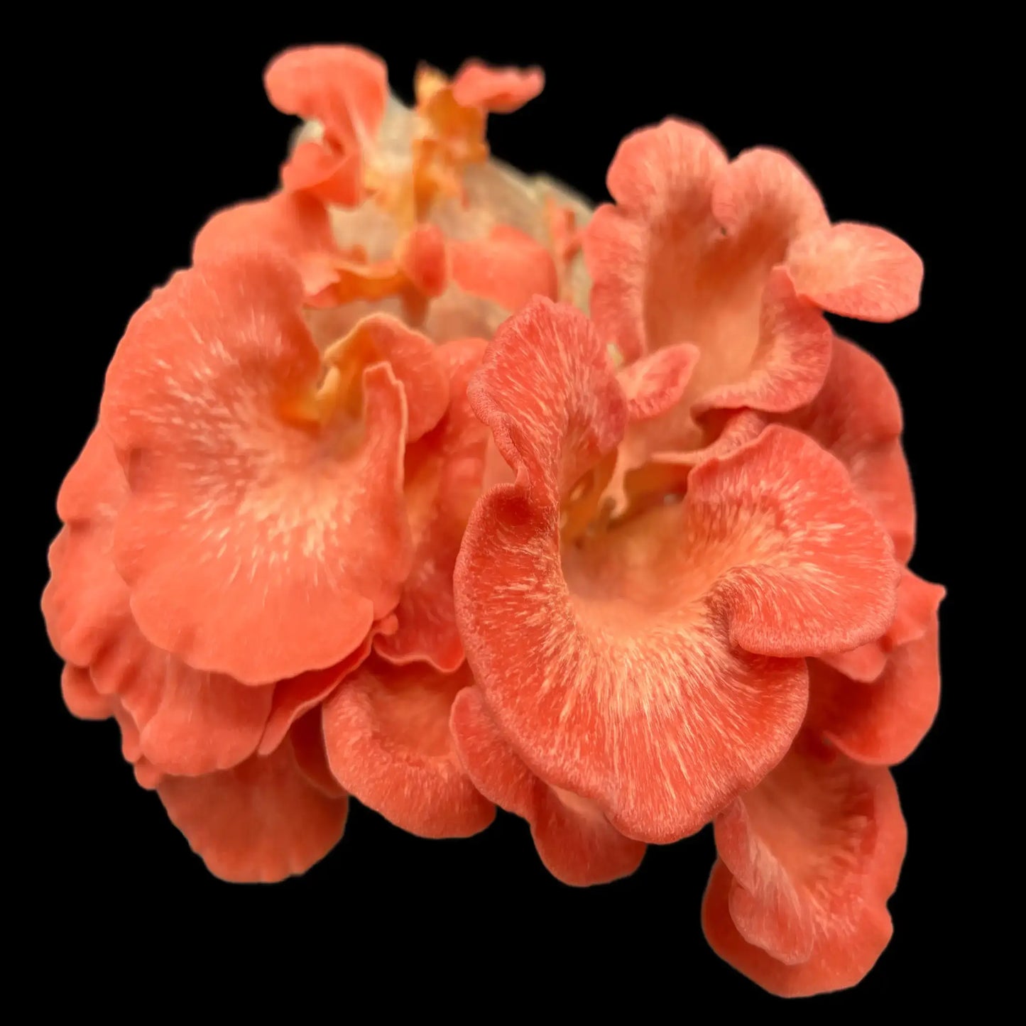 Pink Østershat (Pleurotus salmoneostramineus)