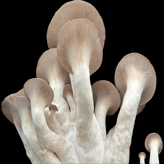 Sort Perle Østershat (Pleurotus Ostreatus)