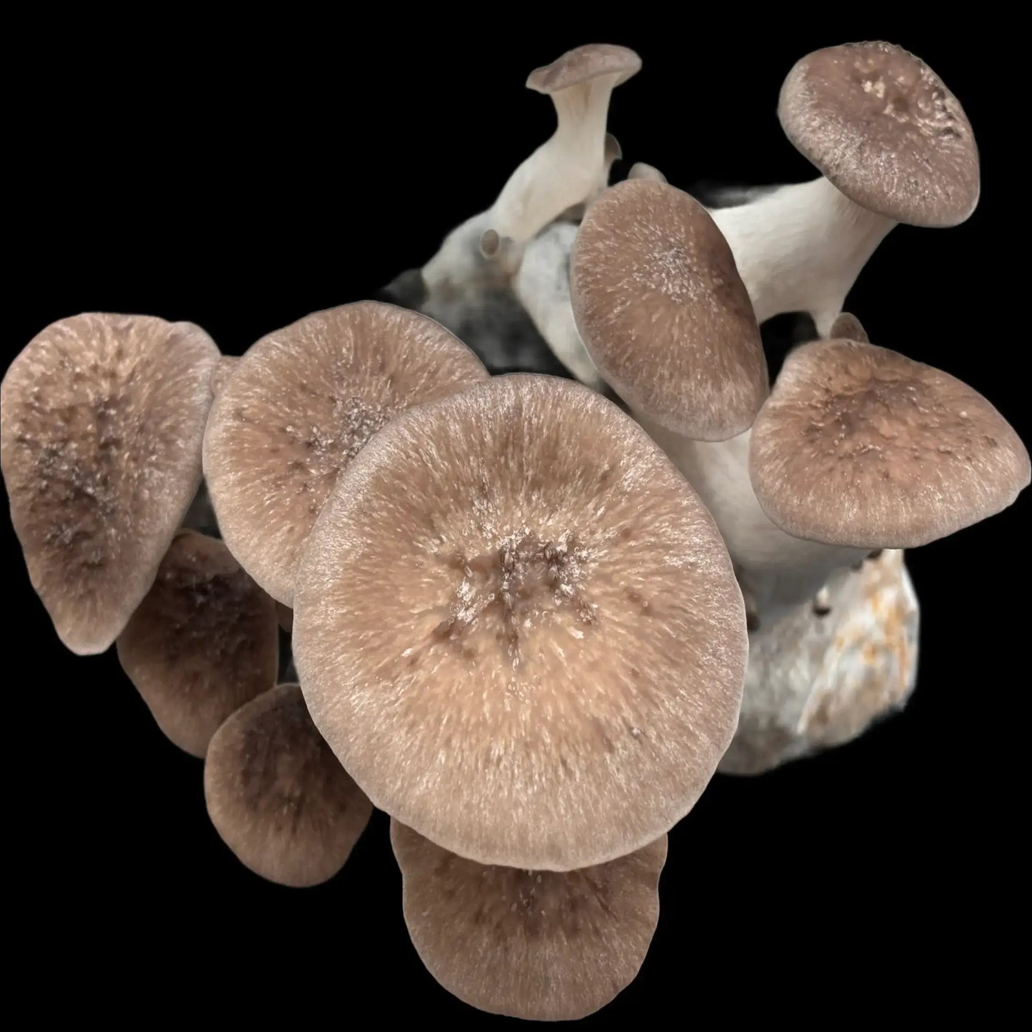 Sort Perle Østershat (Pleurotus Ostreatus)