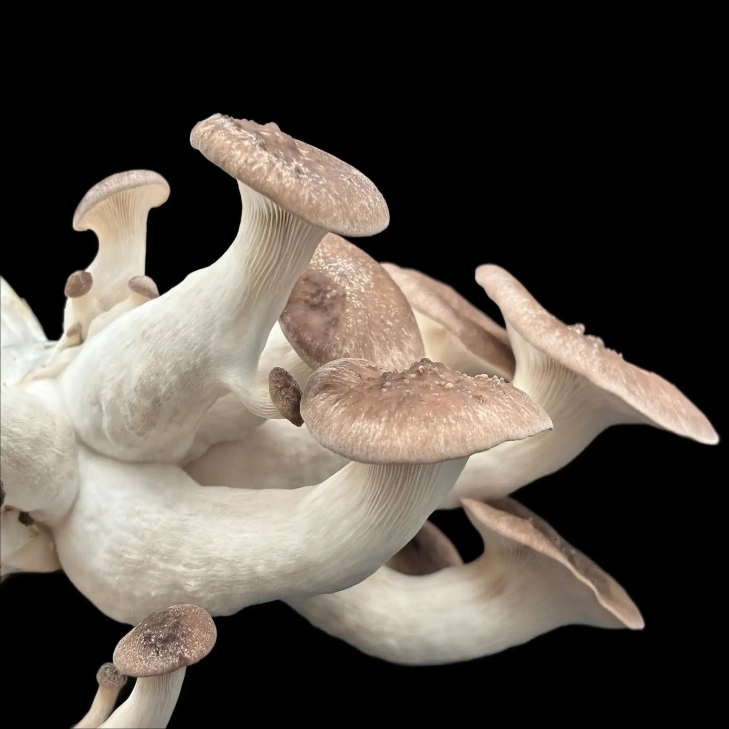 Sort perle østershat (Pleurotus Ostreatus)
